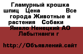 Гламурный крошка шпиц › Цена ­ 30 000 - Все города Животные и растения » Собаки   . Ямало-Ненецкий АО,Лабытнанги г.